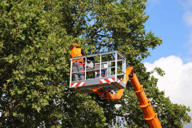 Best Tree Cutting Near Me  in Altavista, VA